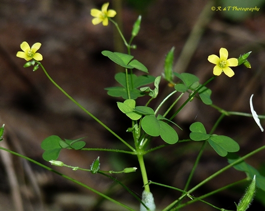 {Oxalis dillenii}